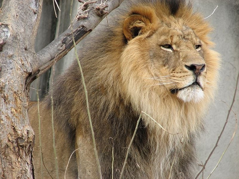Lion