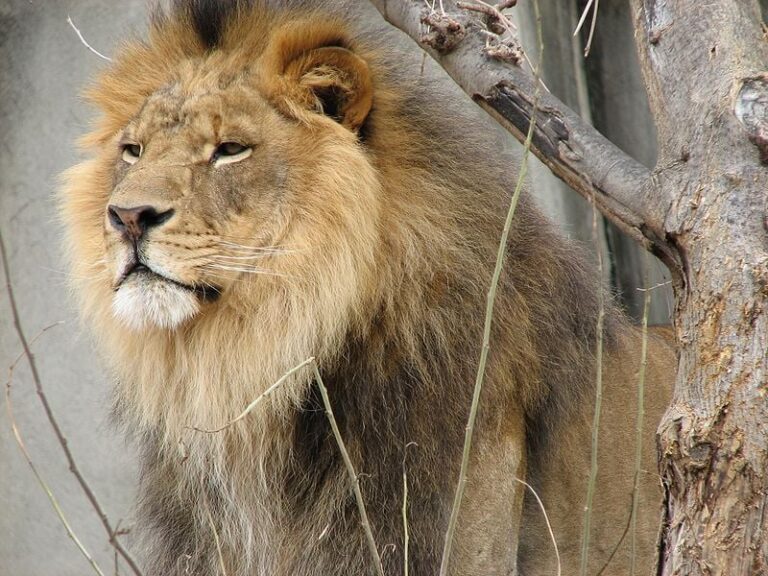 In Like a Lion…